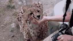 摸萌萌的猎豹~